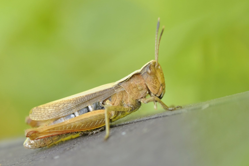 konik-grasshopper-insect-macro-67630