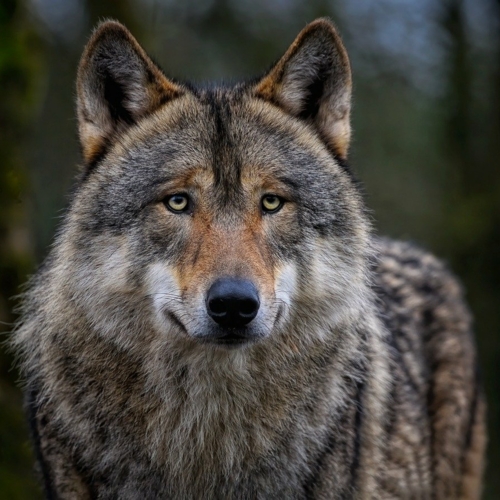 Aktuelle Entwicklungen im Wolfschutz: EuGH-Urteil zu Spanien unterstreicht erneut strengen Schutz des Wolfs  - Wölfe werden in Europa durch die Vorgaben der Flora-Fauna-Habitat-Richtlinie streng geschützt